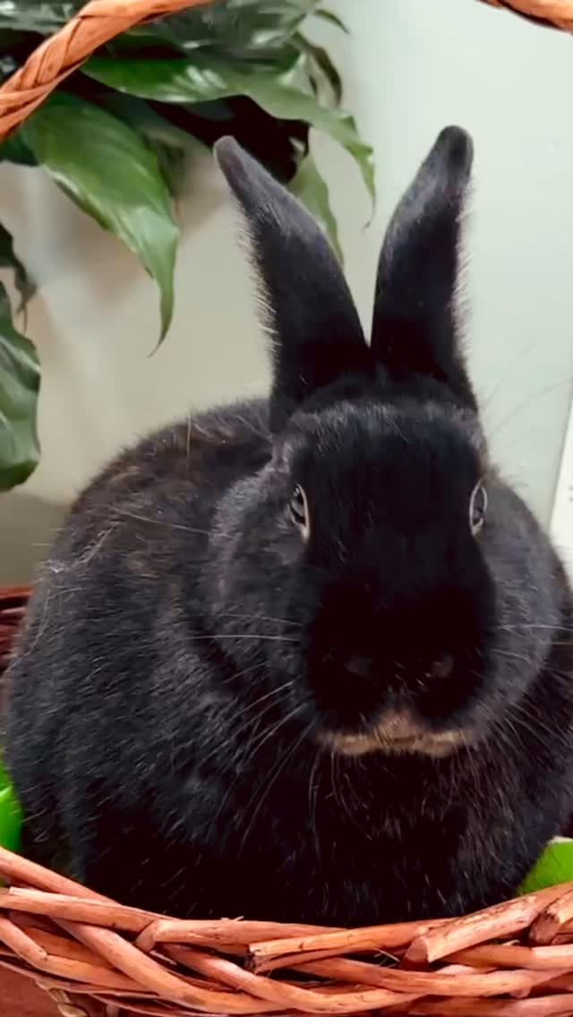 White Oaks Montessori School